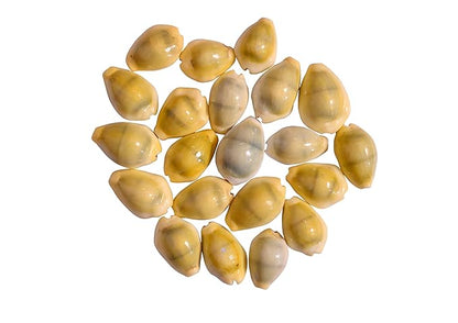 Original Pili kodi